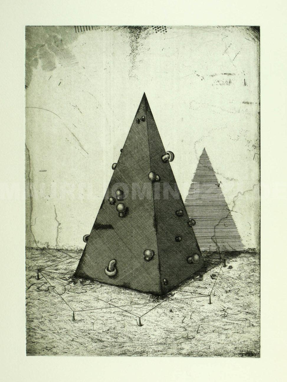 Der Pyramiden-Pilz