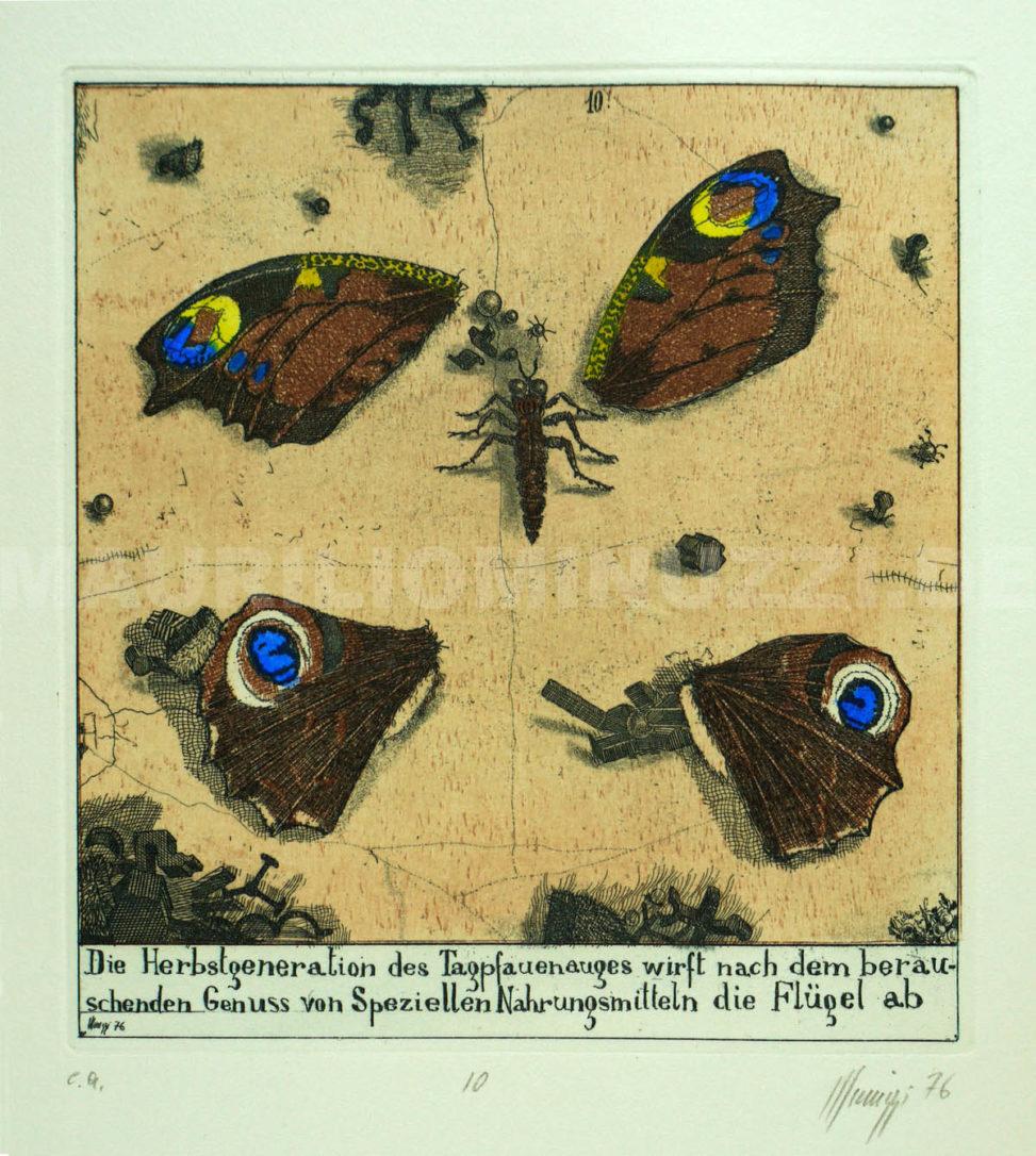Mappe: Von Raupen und Schmetterlingen 10